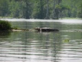 1-Bayou Byways
